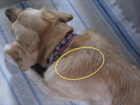 1ヶ月後に腫れる Love Lab 生活