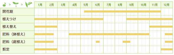 ミニバラの育て方と毎年咲かせる 剪定 手入れのコツ