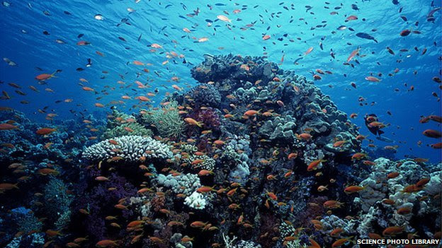 Coral reef