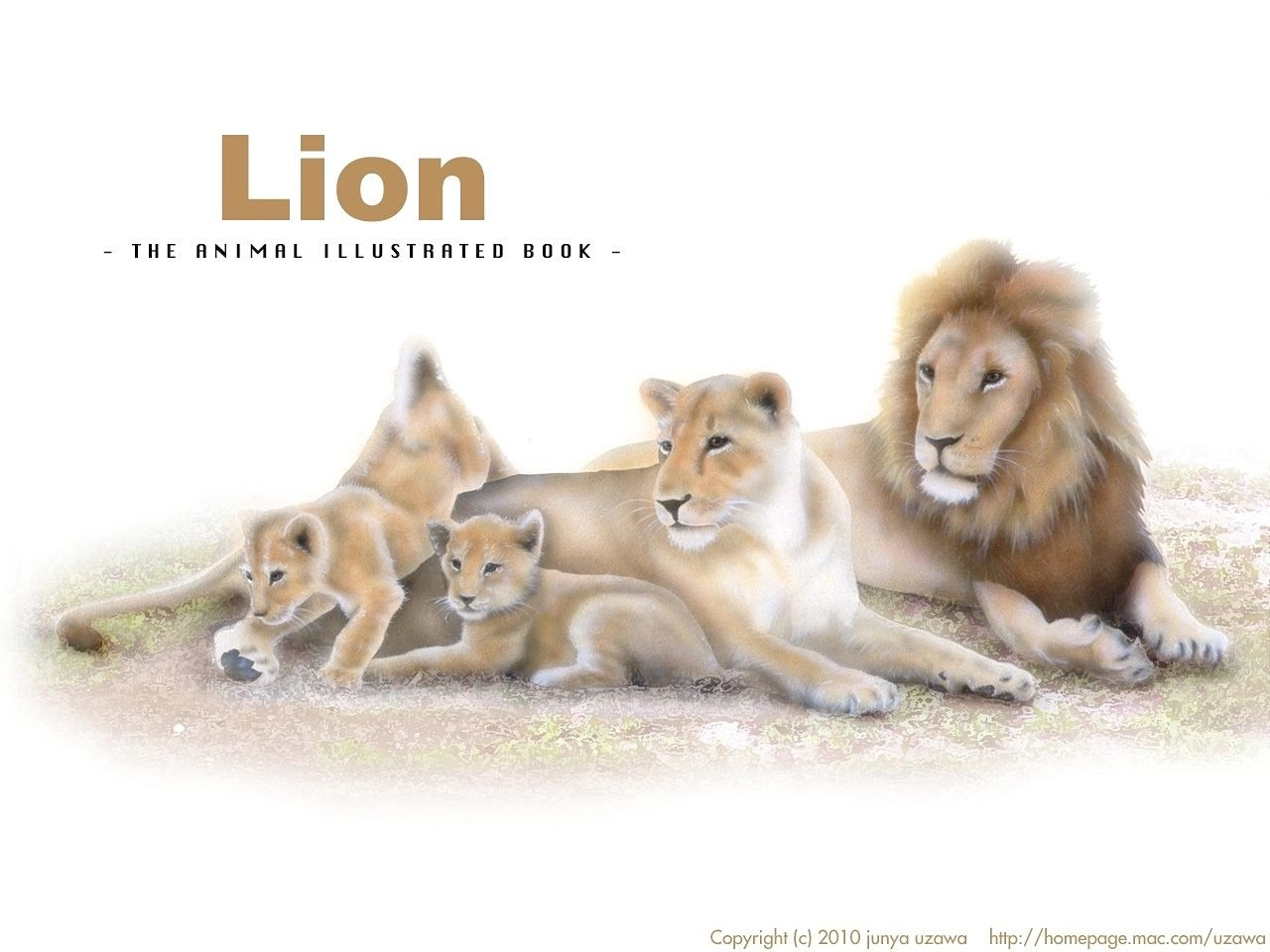 リアリズム絵画 動物の絵 動物イラスト ライオン ライオンファミリー