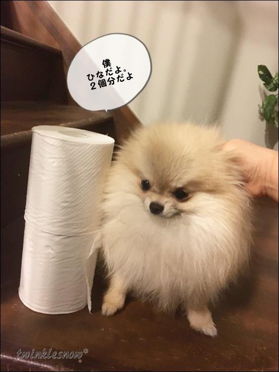ホワイトポメラニアン 可愛いポメラニアン専門ブリーダーのブログ 子犬情報 Twinklesnow犬舎 東北 岩手 盛岡