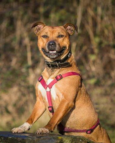 Scarlet – 2 year old female Staffordshire Bull Terrier ...