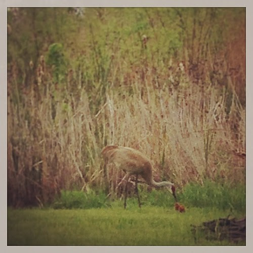 Sandhill crane feeding its baby. I really need to bring my camera up here to get better pics.  #lakejamesindiana