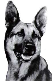 Strongheart (1917 - 1929), canine star of sile...