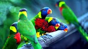 36+ Pictures Of Beautiful Exotic Birds, Amazing Inspiration!
