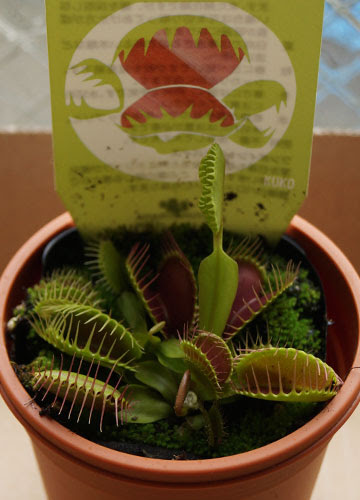 禍々しくも美しい 食虫植物 ハエトリソウ モウセンゴケ ウツボカズラ テキトー栽培記 その1 6月 Web雑記