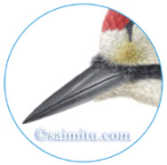 Saimitu Com 国語教材