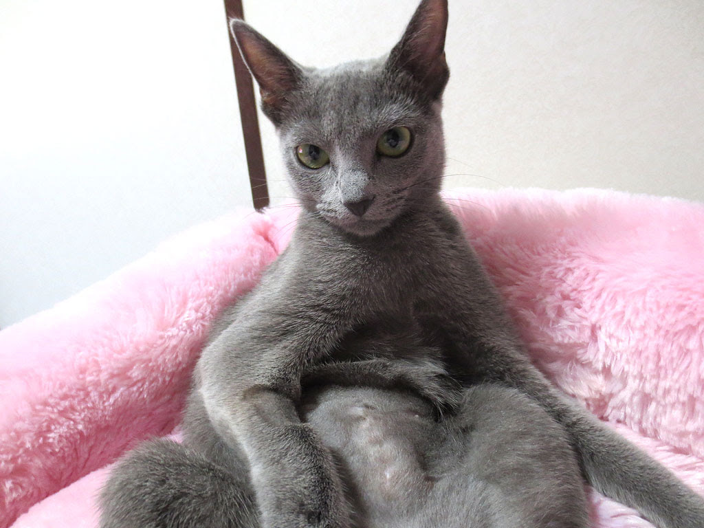 ロシアンブルーの画像 原寸画像検索