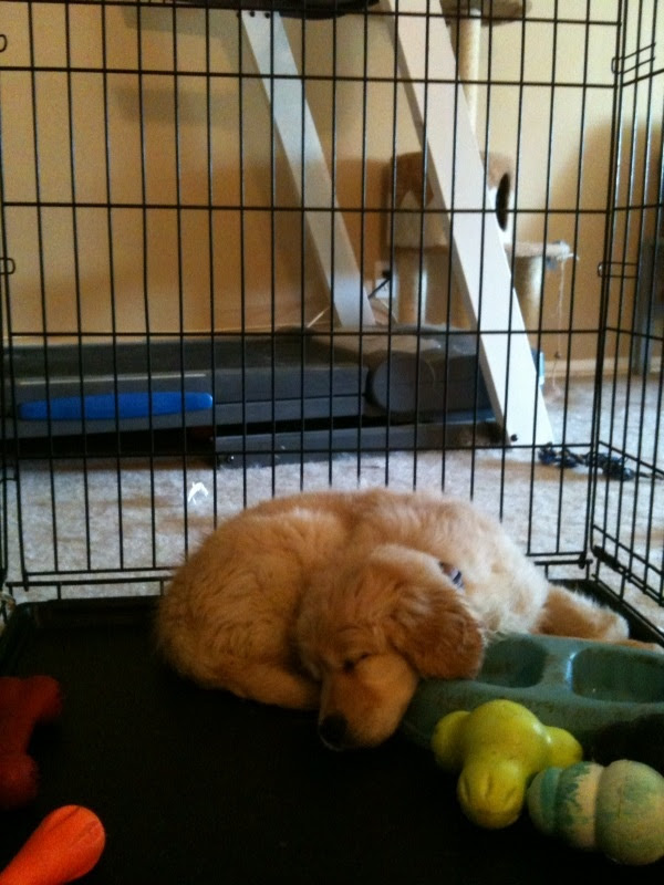 Sofie naps in her crate after training time and play time in our yard ...