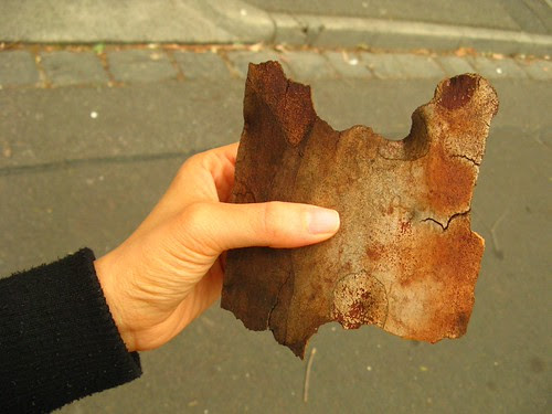 Beauty Bark