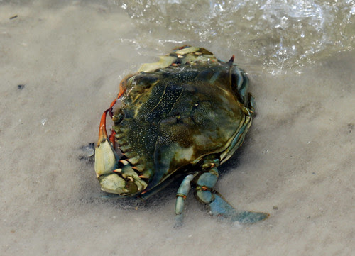 Blue Crab