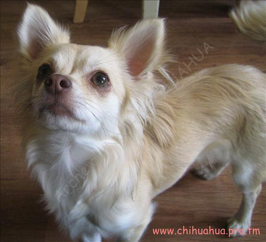 L Evolution Des Couleurs Chez Le Chiot Arche De Noe Chihuahua