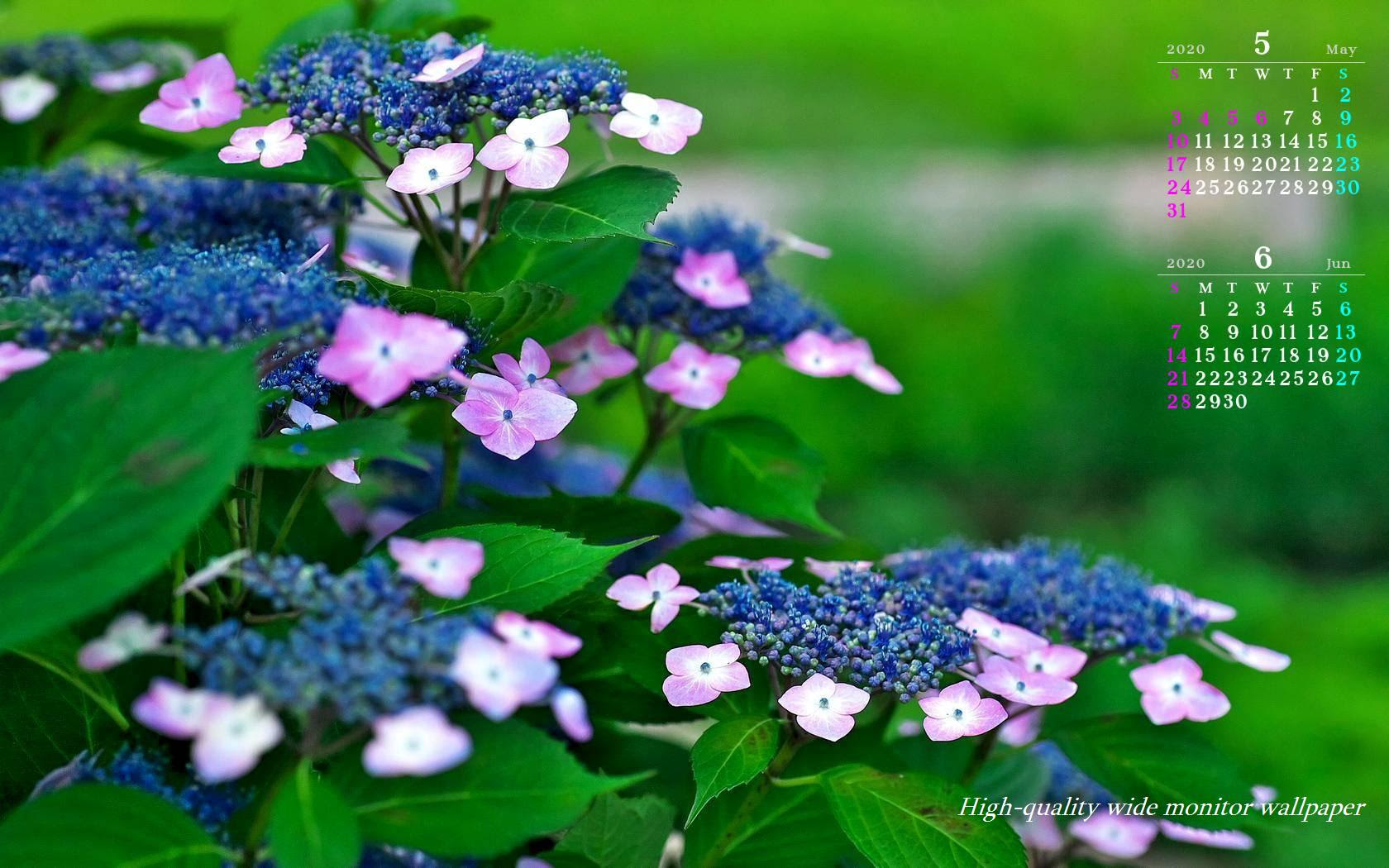 額紫陽花をモチーフにしました年5月6月のカレンダー付きワイドモニター高画質壁紙 1680 1050 アスペクト比１６ １０霧島連山 自然風景 星景写真 花 山野草