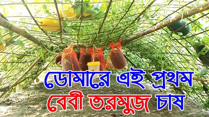 ডোমারে মালচিং পদ্ধতিতে বেবি তরমুজ চাষ
