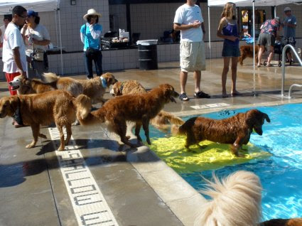 Dogtoberfest-frolicking goldens