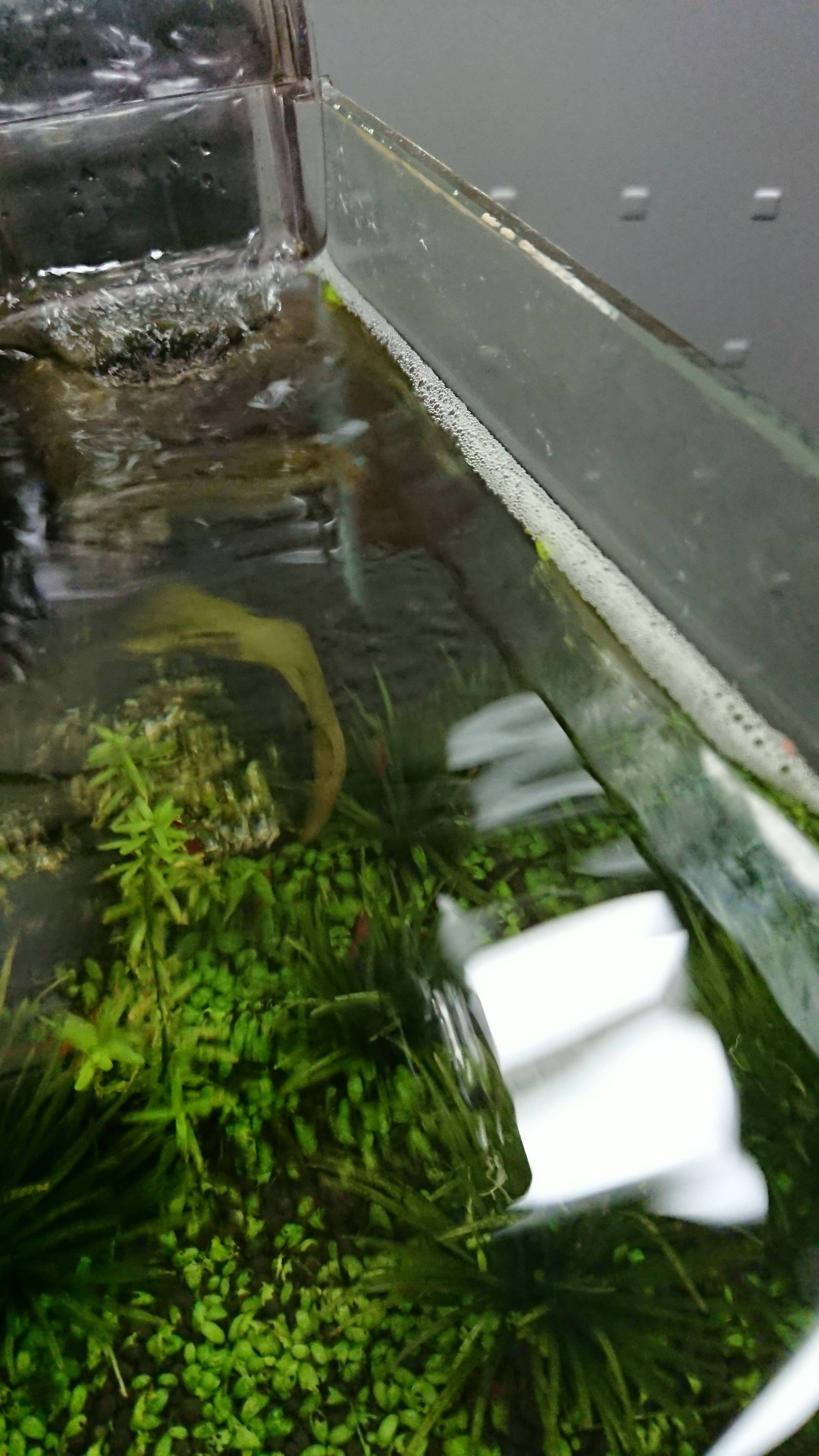 問題 水面上有白色泡泡 Mo Ptt 鄉公所