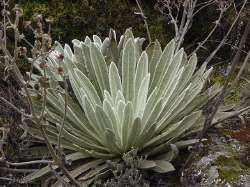 Frailejón