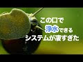√1000以上 タニシ の 生態 310631-タニシの生態