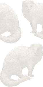 ジャワ マングースのイラスト 条件付フリー素材集