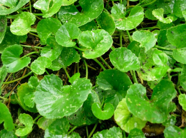 Daun Tanaman Obat Diabetes BibitBunga com Daun Tanaman Obat Diabetes BibitBunga com
