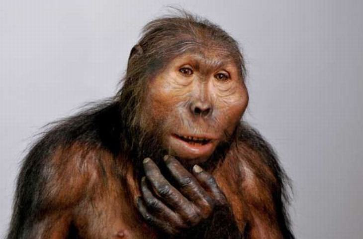 hominídeos