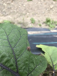 茄子の虫 あずき工房