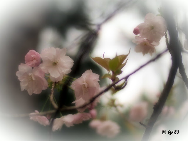 花言葉 78 ヤエザクラ 八重桜 サトザクラ 里桜 ｇａｋｕの家 自ji 遊yu 考kou 房bou 楽天ブログ