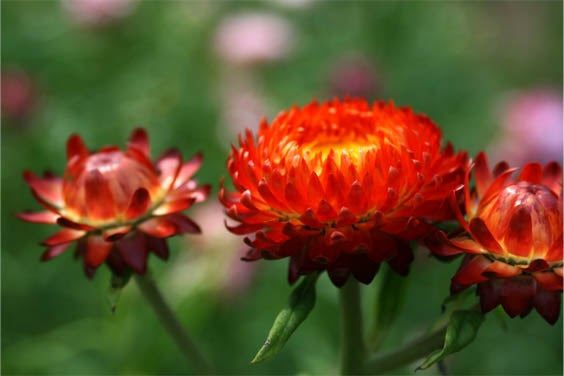ヘリクリサム 花だより