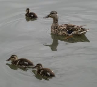 ducks