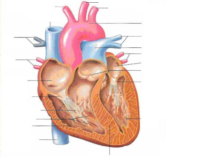 Unlabelled Diagram Of The Heart# - ClipArt Best