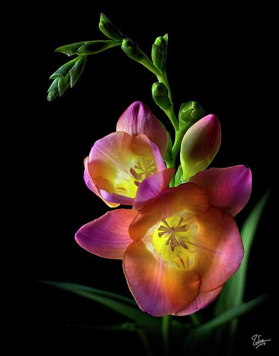 Freesia Print by Endre Balogh
