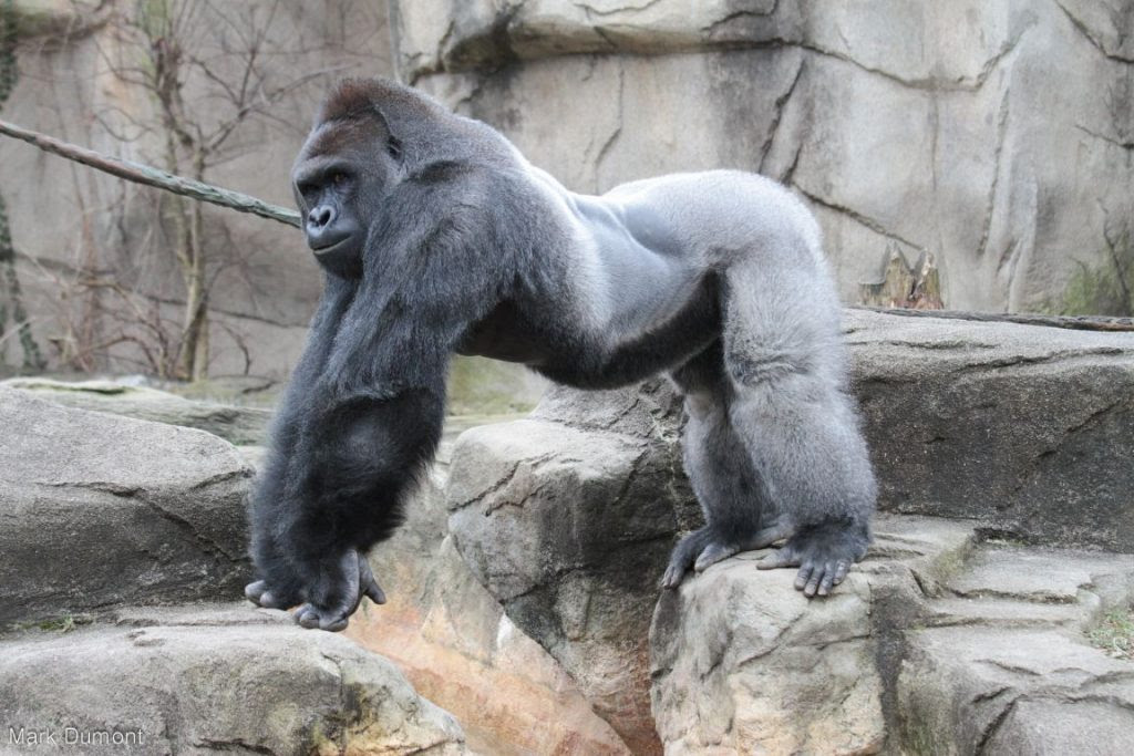 Imagem do gorila do zoo de Cincinnati, abatido no domingo após uma criança cair no cela. Foto: Mark Dumont/Flickr.