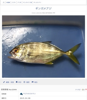 カスミアジ エバの比較 サビキのカネマン