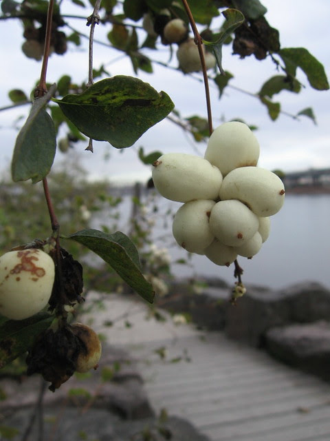 sw_white_berries