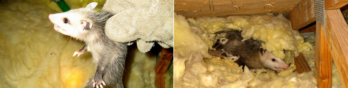 Possum In The Attic Humane Removal Of Possums In The Attic Of Your House