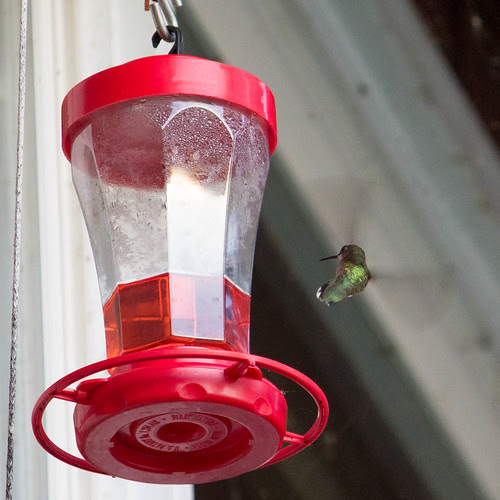 Hummingbird
