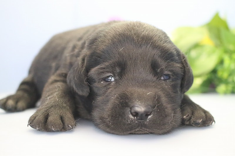 ラブラドールレトリバー ブリーダーの子犬ならディーポケット