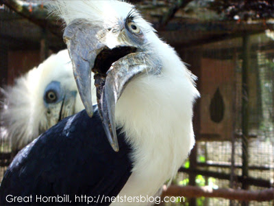 Great hornbill birds pictures/animals/photos/wildlife/collections