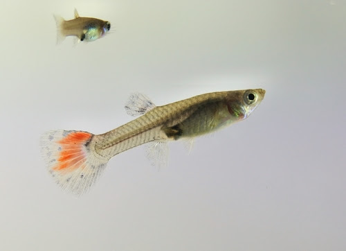 グッピーの遺伝法則で色や尾びれを自分オリジナルが作れるのか グッピーの飼育の知識