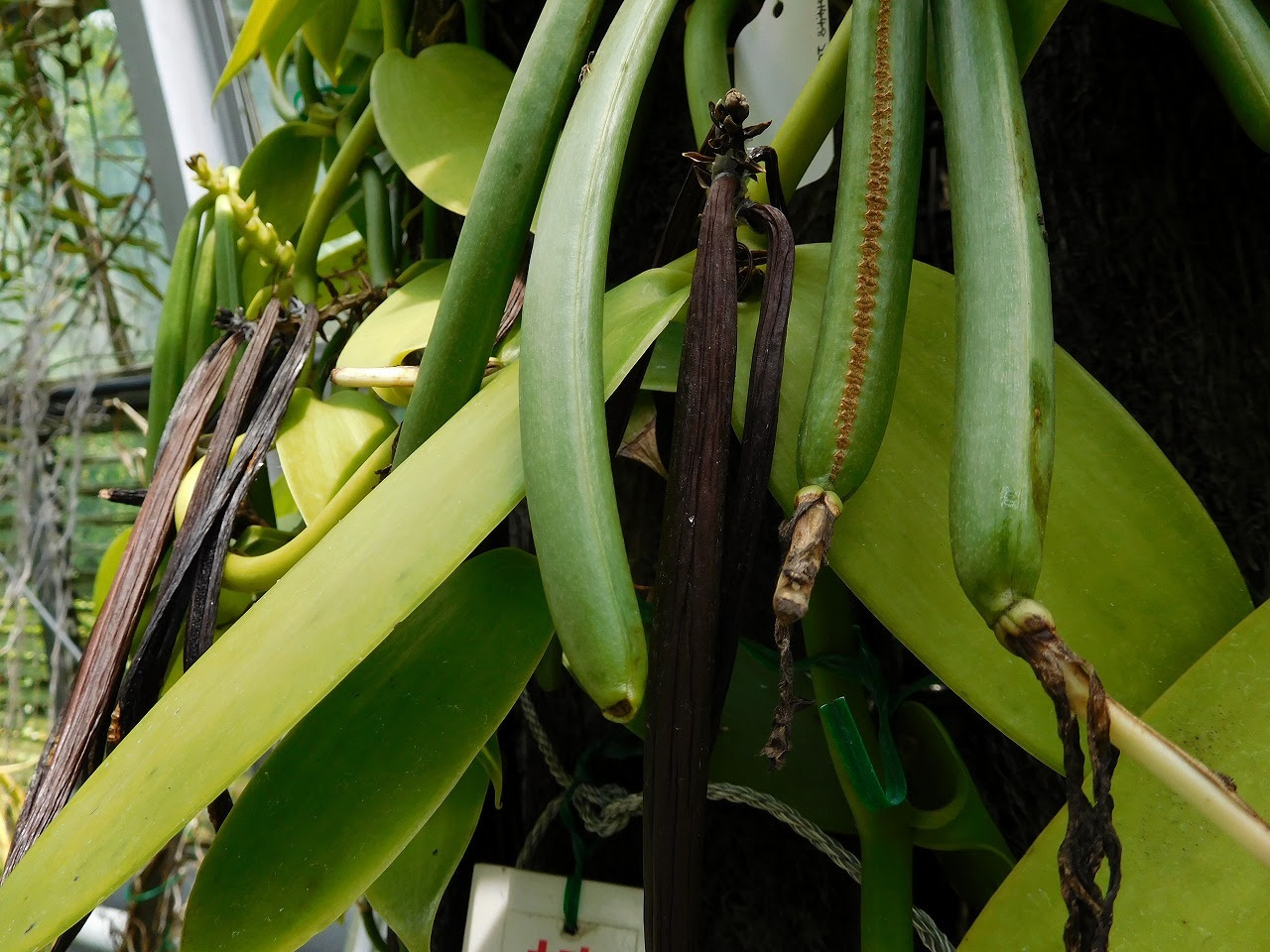 薬草と花紀行 バニラ