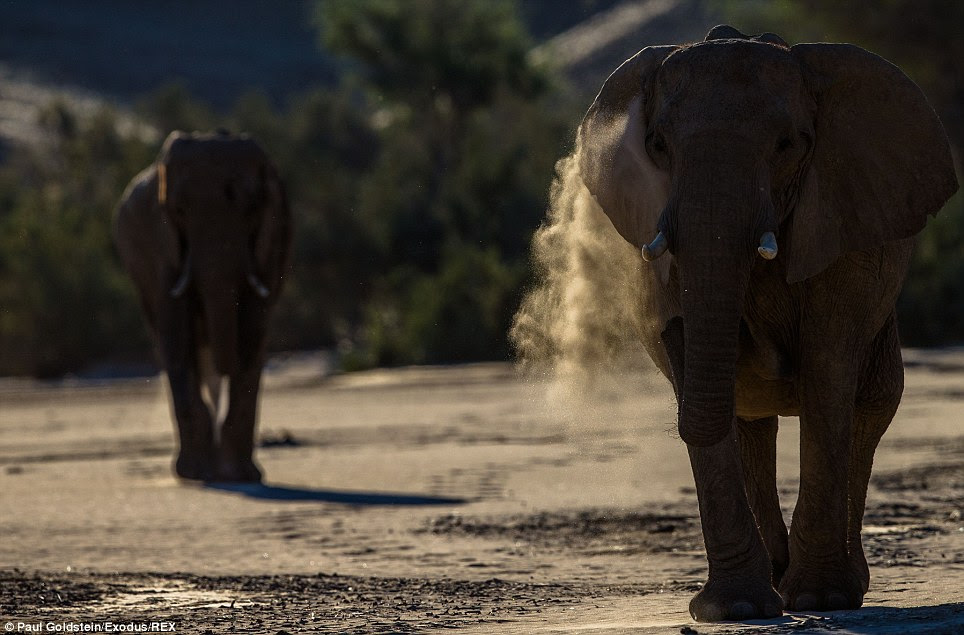 Goldstein loves photographing wildlife and says he first picked up a camera  in 1975 when he was aged ten