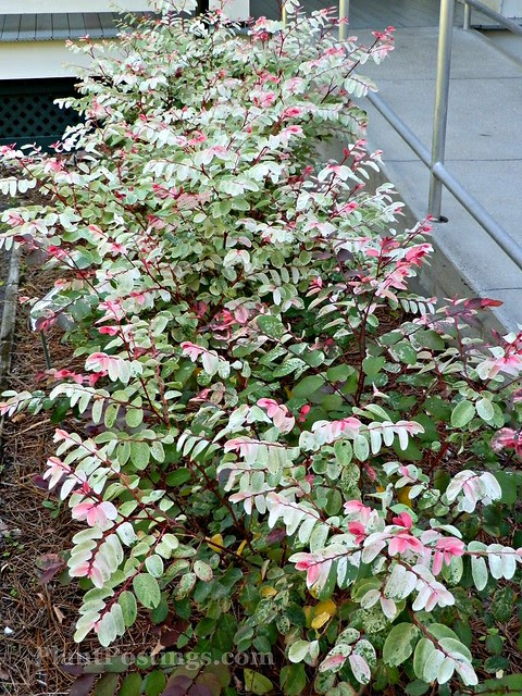 snowbush
