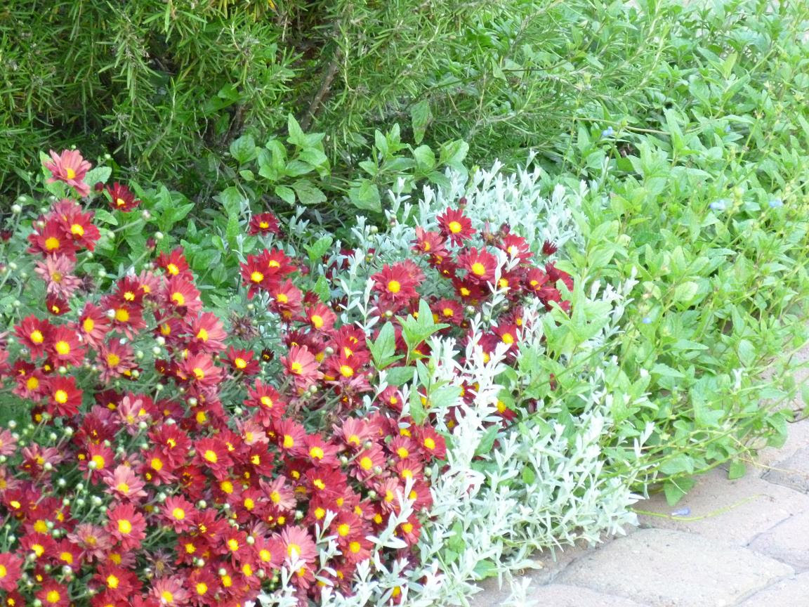 Ideas For Drought Tolerant Yard