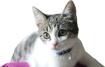 Vos Questions Snv Societe Neuchateloise Des Veterinaires