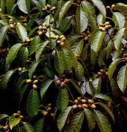 常緑高木で使われる木一覧