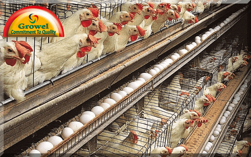 Download Layer Poultry Farming Guide For Beginners Growel Agrovet