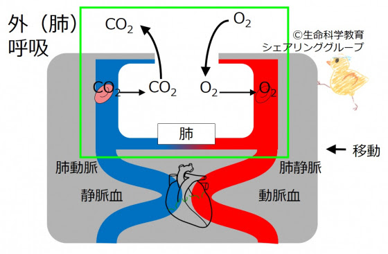 呼吸 外呼吸 肺呼吸 概要 一歩一歩学ぶ生命科学