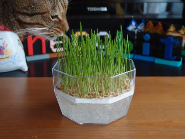 猫草を水栽培 ねこぐさ大作戦４ Necobit Com ねこびっと