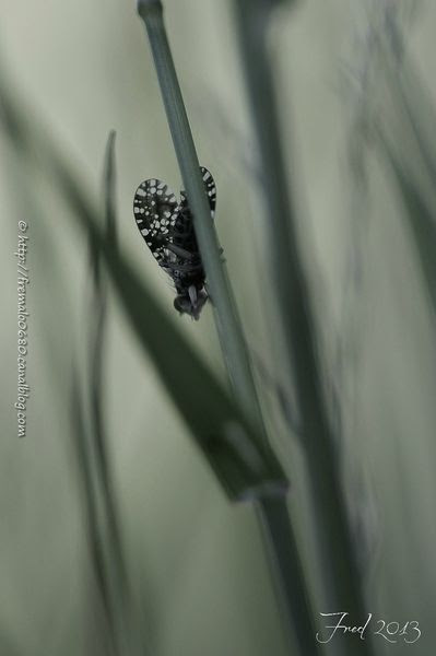 IMG_0998-signée