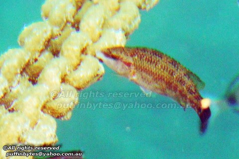 East Atlantic Peacock Wrasse - Symphodus tinca